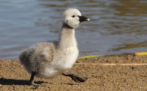 8 baby animals that don't look like their parents | MNN - Mother Nature Network Swan Pictures, Baby Swan, Harp Seal, Wild Baby, Seal Pup, Ugly Duckling, Incredible Creatures, Tree Hugger, Baby Chicks