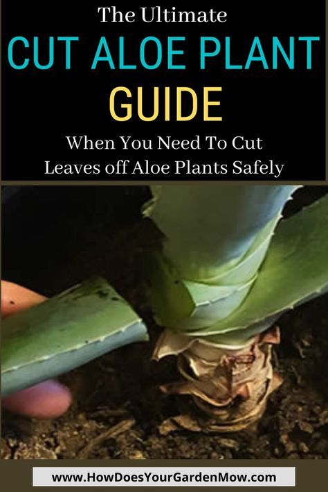 How To Cut Aloe Vera Leaf, Alovera Benefits, Aloe Plant Care, Plant Knowledge, Plants Guide, Growing Aloe Vera, Aloe Plants, Aloe Vera Benefits, Plant Tips