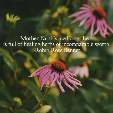 Gardening Witchcraft, Herbal Quotes, Mother Earth Quotes, Healing Witch, Medicine Quotes, Earth Quotes, Medicine Chest, Plants Quotes, Plant Medicine