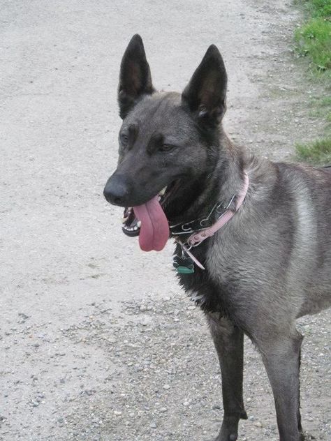 Blue Roan Horse, Belgium Malinois, Belgian Malinois Dog, Malinois Dog, Belgian Shepherd, Dog List, Blue Roan, Herding Dogs, Police Dogs