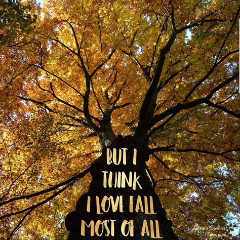 'But I think I love fall most of all' Picture: P. Snellaert I Love Fall Most Of All, Fall Quotes Wallpaper, Love Fall Quotes, Fall Quotes, Falling In Love Quotes, I Love Fall, Iphone Lockscreen, Autumn Quotes, Love Fall