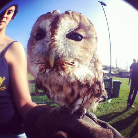 Baby Barn Owl, Baby Barn, Fisheye Lens, Fish Eye Lens, Rare Breed, Fish Bowl, Barn Owl, Iphone 4, Birds