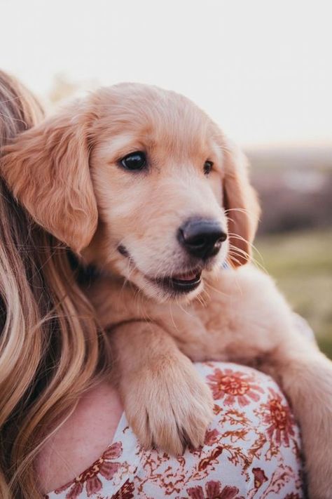 Golden Retriever Puppy Photoshoot, Puppy Photoshoot, New Puppy Photoshoot, Golden Retriever Photography, Family Pet Photography, Golden Puppies, Puppy Accessories, Puppy Kisses, Dog Photoshoot