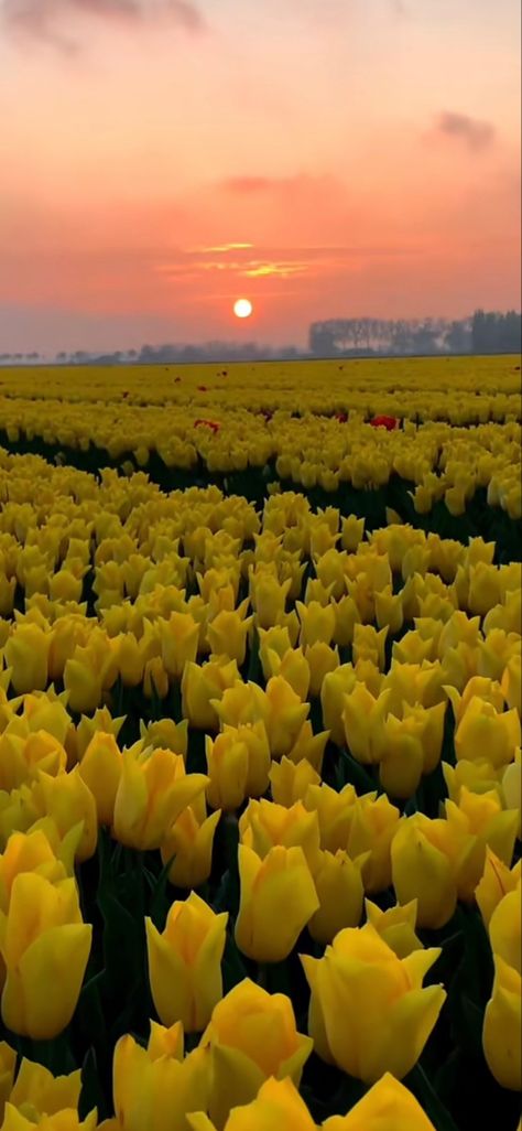 Tulip Aesthetic Wallpaper, Yellow Tulips Aesthetic, Yellow Tulips Wallpaper, Tulips Aesthetic Wallpaper, Tulip Aesthetic, Tulips Aesthetic, Floral Wallpaper Iphone, Yellow Tulips, Yellow Wallpaper