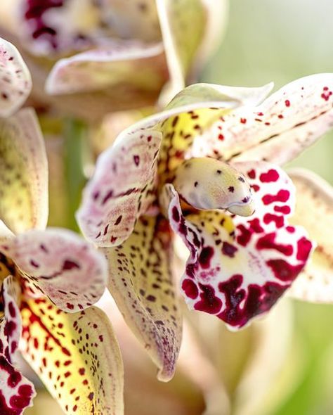 Orchid Care - How To Look After Orchids Orchid Rebloom, Orchid Food, Orchids In Water, Orchid Varieties, Orchid Leaves, Types Of Orchids, Growing Orchids, Exotic Orchids, Orchid Care