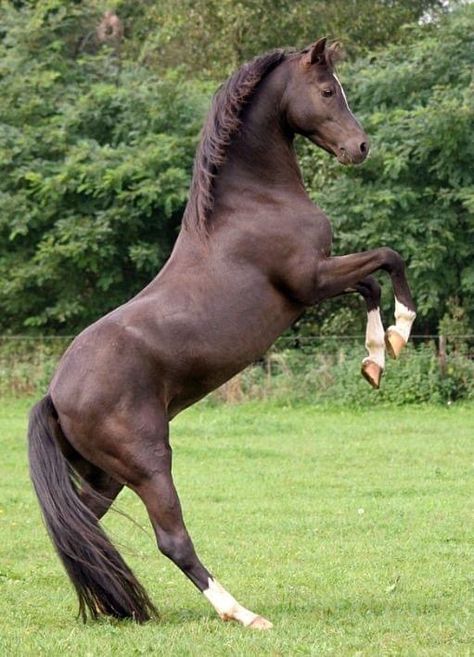 Welsh pony Horse Neighing, حصان عربي, Standing Horse, Horse Standing, Cai Sălbatici, Welsh Pony, Rasy Koni, Beautiful Horse Pictures, Cute Ponies