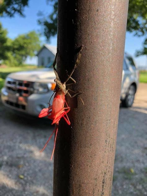 Molting Leaf-footed Nymph Cool Bugs, Arthropods, Arachnids, Bugs And Insects, Bugs, Insects