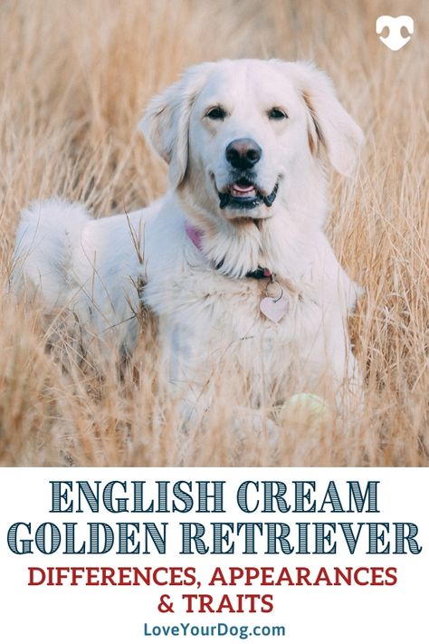 White English Cream Golden Retriever, Irish Cream Golden Retriever, Breeding Golden Retrievers, White Golden Retrievers, English Cream Golden Retriever Puppy, English Creme Golden Retriever, Cream Golden Retriever Puppy, Cream Retriever, English Retriever