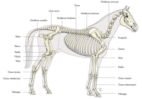 Vet Study, Veterinarian Medicine, Vet Tech School, Skeleton Anatomy, Cow Photos, Med Vet, Vet Medicine, Animal Skeletons, Horse Anatomy