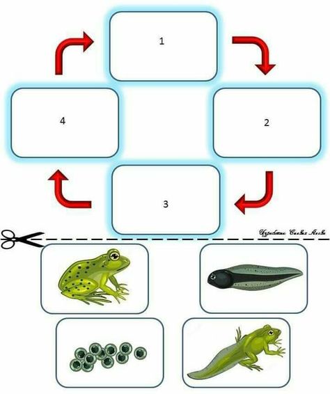 Life Cycle Worksheet, Life Cycles Preschool, Frog Life Cycle, Frog Life, Work Activities, Montessori Materials, Teaching Aids, Kids Learning Activities, Preschool Learning Activities