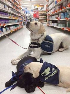 Service Dog Aesthetic, Golden Retriever Service Dog, Photography Chocolate, Puppies Labrador, Dogs Labrador, Labrador Dogs, Psychiatric Service Dog, Dog Training School, Service Dogs Gear