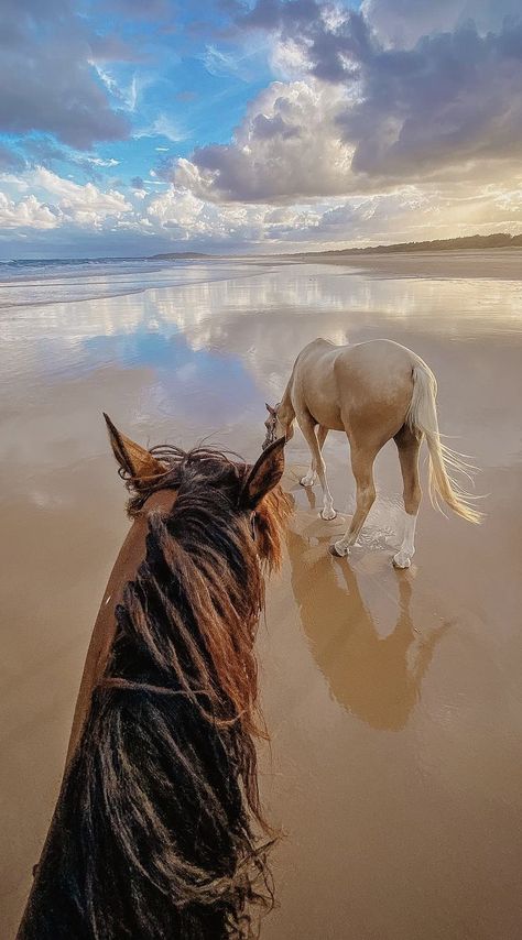 Fear God, Not Mine, The Beach, Horses