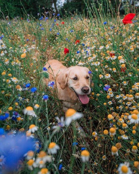 In The Middle, A Dog, The Middle, Dogs, Flowers, On Instagram, Instagram