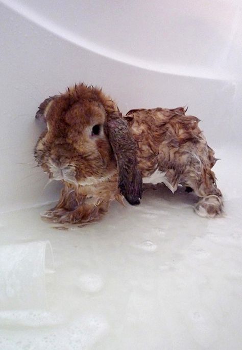 The 15 Most Adorable Pictures Of Rabbit Bathtime Bunny Care, Hippity Hoppity, Rabbit Care, House Rabbit, Pet Bunny, Awesome Animals, Icarly, Pet Rabbit, Baby Bunnies