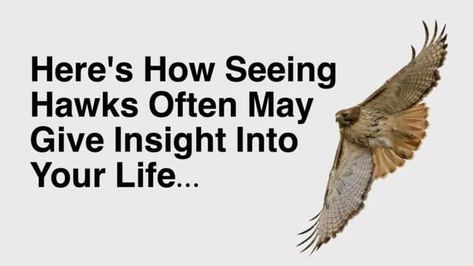 Hawk Images, Hawk Meaning, Hawk Symbolism, Hawk Spirit Animal, Hawk Spirit, Animal Totem Spirit Guides, Spirit Animal Meaning, Animal Meanings, Spirit Animal Totem