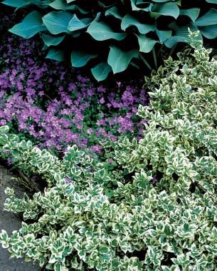 Variegated Euonymous Wintercreeper Euonymus Fortunei, Twig Dogwood, Garden Shrubs, Fine Gardening, Diy Gardening, Small White Flowers, Low Maintenance Garden, Plant Combinations, Foliage Plants