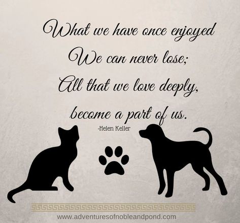 What we have once enjoyed We can never lose; All that we love deeply, became a part of us. -Helen Keller Quotes For Pets, Quotes About Pets, Pet Sayings, The Loss Of A Pet, Cat Poems, Pet Remembrance, Helen Keller, Words Of Comfort, Baby Memories