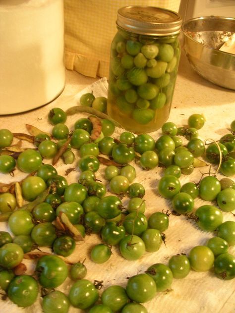 10 recipes to do with green tomatoes. Need to remember this at the end of the growing season. Cherry Green Tomato Recipes, What To Do With End Of Season Green Tomatoes, Use Cherry Tomatoes, Green Cherry Tomato Salsa, Green Cherry Tomatoes What To Do With, Green Cherry Tomatoes Recipes, What To Do With Green Cherry Tomatoes, Green Cherry Tomato Recipes, Pickled Green Cherry Tomatoes Recipe