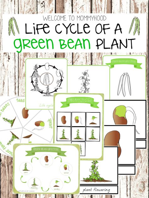 Green bean life cycle printables Bean Plant Life Cycle, Bean Life Cycle, Spider Life Cycle, Botany Lessons, Activities For Spring, Life Cycle Activities, Pumpkin Life Cycle, Montessori Printables, Life Cycles Activities