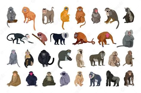 Premium Vector | Different types of monkeys rare animal set. Different Types Of Monkeys, Types Of Monkeys, Rare Animals, Monkeys, Different Types, Premium Vector, Graphic Resources, Animals