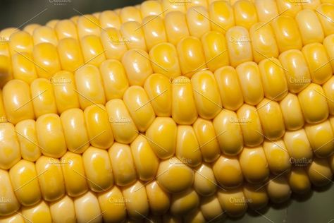 The ear of corn corn field by rsooll on @creativemarket Peaches And Cream Corn, Vanilla And Chocolate Cupcakes, Popcorn Seeds, Sweet Corn Recipes, Cream Corn, Corn Seed, Urban Farmer, Peaches And Cream, Grilled Peaches