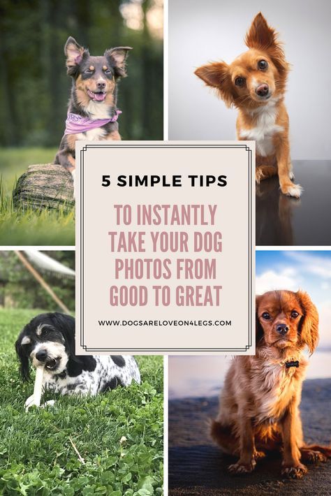 5 Simple Tops Top Instantly Take Your Dog Photos From Good To Great | Dog | Photograph | Photography | Dog Photos | Photography Tips Simple Dog Photoshoot, Photoshoot Dog Ideas, Dog Picture Ideas Pet Photography, Dog Photo Challenge, Diy Dog Photoshoot, Dog Photography Tips, Diy Dog Photoshoot Ideas, Puppy Photography Ideas, Dog Photo Shoot Ideas