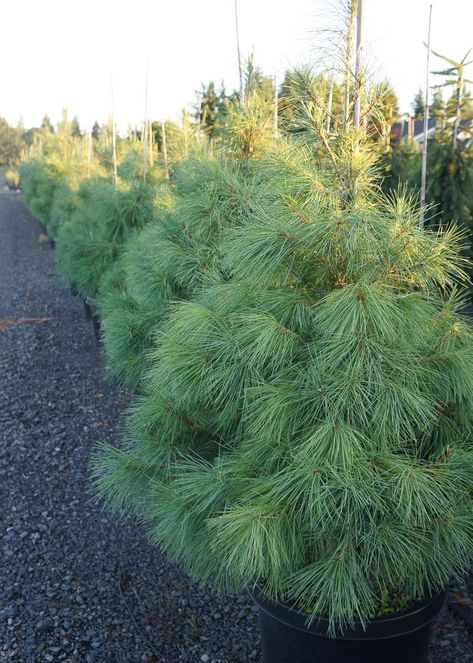 Pinus strobus: Zone 4 Height: 50 Spread: 30 | The Eastern White Pine a good all-around evergreen.  It is often used for Christmas trees, wind breaks, and wildlife habitats.  Likes moist soil. Nevada Plants, Small Evergreens, Eastern White Pine Tree, Pine Tree Garden, Softscape Design, Pinus Strobus, Cut Garden, Tree Photos, White Pine Tree