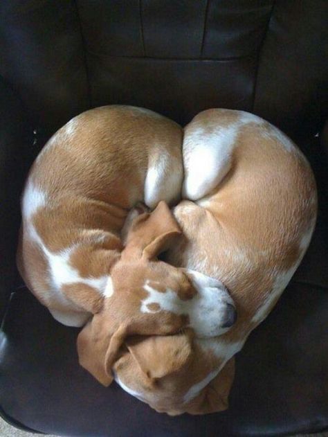 <3  #canine #dogs #love #cute #pets #adopt #spay #neuter #lovefunapps Basset Hound, Sweet Animals, Mariah Carey, Pet Grooming, Training Tips, Animals Friends, Dog Life, I Love Dogs, Dog Bed