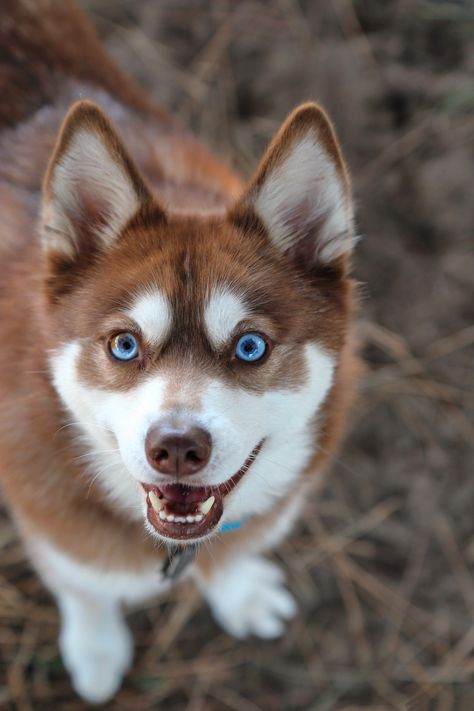 Klee Kai Dog, Husky Dog Names, Siberian Husky Facts, Alaskan Malamute Puppies, White Siberian Husky, Cute Husky Puppies, Alaskan Klee Kai, Cute Husky, Siberian Husky Dog