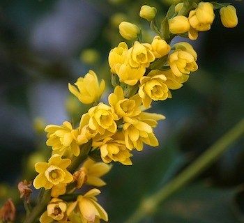 20 Flowers That Bloom In Winter - Gardening Channel Oregon State Flower, Grape Flower, Evergreen Tree Tattoo, Oregon Grape, Yellow Blossom, List Of Flowers, Flower Sleeve, Growing Grapes, Oregon State