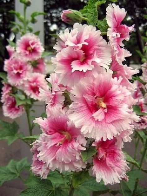 25 Pink White Hollyhock Seeds Perennial Giant Seed Flower Flowers 37 US SELLER #ToadstoolSeeds Hollyhock Seeds, Alcea Rosea, Hollyhocks Flowers, Weird Plants, Rose Seeds, How To Attract Birds, Giant Flowers, Flower Spike, Flowers Perennials