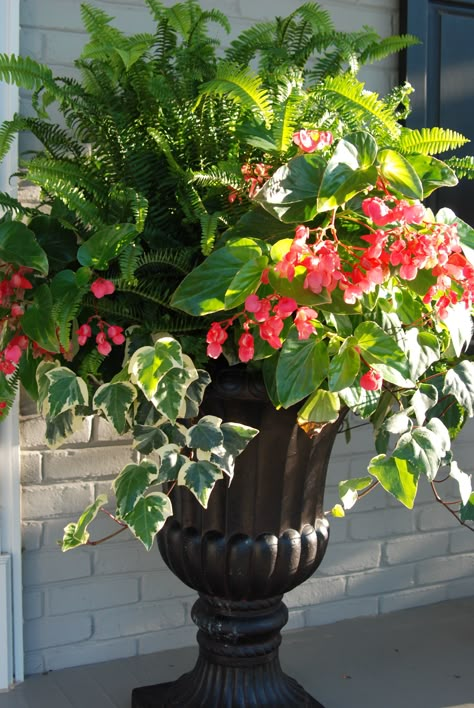 Kimberly fern, dragon wing begonias, and Algerian ivy Summer Planter, Porch Flowers, Container Garden Design, Container Planting, Container Gardening Flowers, Flower Pots Outdoor, Container Ideas, Planter Design, Magic Garden