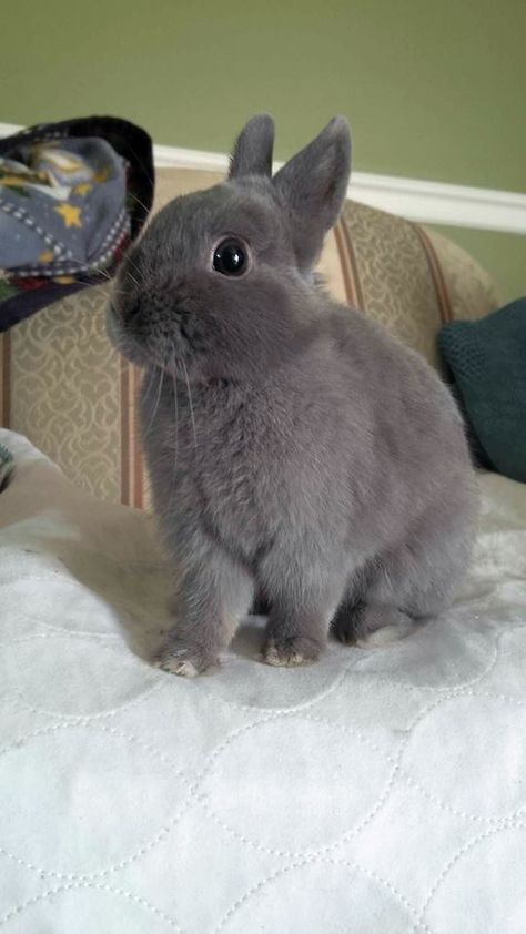 Cutest Bunny Ever, Gray Rabbit, Gray Bunny, Bunny Lady, Grey Bunny, Pet Bunny, Maltese Puppy, Super Cute Animals