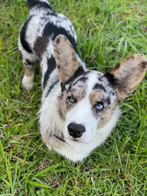 Blue Merle Corgi, Merle Corgi, Black Corgi, Cowboy Corgi, Puppy Things, Cutest Dog Ever, Cutest Dogs, Cardigan Welsh Corgi, Dream Dog