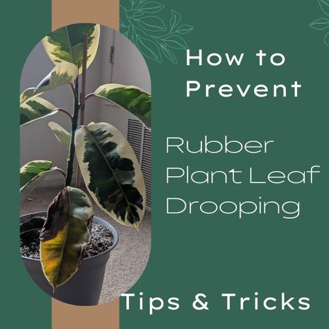 Rubber Plant Leaf Drooping Why Is My Rubber Plant Dropping Leaves, Rubber Tree Plant, Insecticidal Soap, Ficus Elastica, Plant Problems, Rubber Plant, Rubber Tree, Neem Oil, Black Leaves