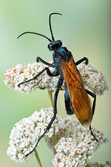 Tarantula Hawk Wasp, Tarantula Hawk, Bees And Wasps, Cool Bugs, Beautiful Bugs, Creepy Crawlies, Insect Art, Arthropods, Arachnids