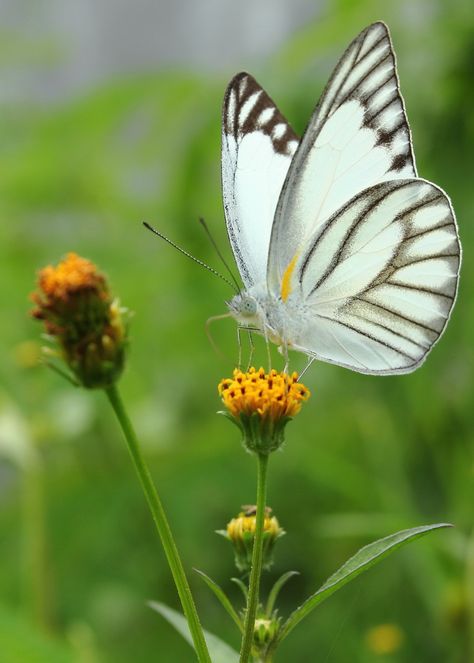 Flowers For Butterflies, Kertas Vintage, Beautiful Butterfly Photography, Flying Flowers, Butterfly Images, Butterfly Photos, Beautiful Bugs, Butterfly Pictures, Butterfly Kisses