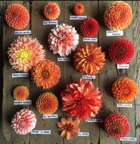 193002e668758ea9762904da1a22337c Dahlia Bouquet, Dahlias Garden, Gladioli, Instagram Autumn, Cut Flower Garden, Dahlia Flower, Deco Floral, Flower Farm, Arte Floral