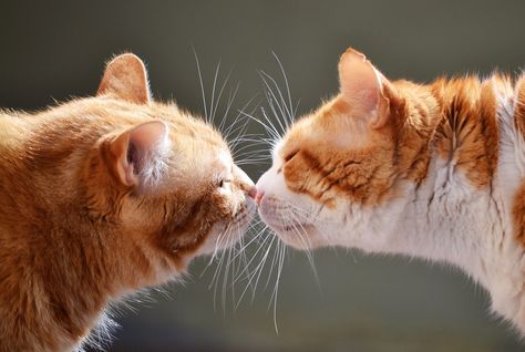 Nose-Touch Greeting 3 | Yolanda Ivna | Flickr Couple Love Wallpaper, Noses Drawing, Mustache Cat, Animal Noses, Cat Nose, Warrior Cat Drawings, Cat Couple, Nose Drawing, Cat Reference