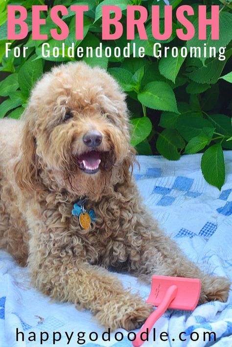 The Best Brush for Goldendoodle Grooming (Plus Tips) - Happy-Go-Doodle® Best Brush For Goldendoodle, Goldendoodle Tips, Doodle Grooming, Goldendoodle Haircuts, Goldendoodle Grooming, Puppy Ideas, Kodiak Bear, Golden Doodles, Dog Grooming Tips