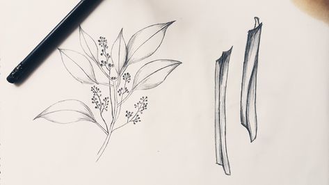 Hand draw cinnamon plant. Cinnamon Plant Tattoo, Cinammon Tattoo, Cinnamon Tattoo Ideas, Cinnamon Tattoo, Cinnamon Drawing, Cinnamon Plant, Tree Tatto, Manga Tattoo, Plant Tattoo