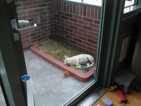 Pooch Potty Balcony Dog Ideas, Indoor Dog Bathroom, Balcony Dog Area, Balcony Pet Potty, Dog Balcony Ideas, Dog Balcony Apartment, Apartment Dog Potty, Balcony For Dogs, Balcony Dog Potty