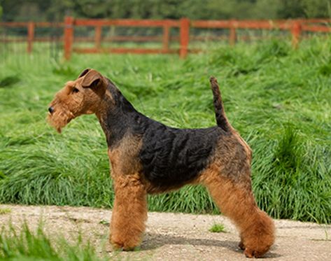 Welsh Terrier Grooming, Black And Tan Terrier, Mexican Hairless Dog, Pedigree Dog, Hairless Dog, Welsh Terrier, Irish Terrier, Terrier Breeds, Breed Dogs