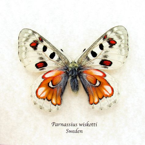 Very rare extra red female hybrid Snow Apollo butterfly, Parnassius wiskotti from Sweden, presented in a handmade 6"x6" wood frame.  Professionally mounted on parchment paper with the scientific name and country of origin printed below. You will receive the same perfect specimen shown in the photographs.  This is a very large specimen with a 3.1 inch wingspan. This butterfly was created through a decades long process of selective breeding by a very skilled entomologist who has since passed away. Butterfly Unique, Rare Butterfly, Selective Breeding, Beautiful Butterfly Pictures, Beautiful Butterfly Photography, Cool Insects, Butterfly Species, Playing Cards Design, Butterfly Photos