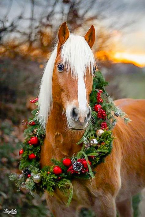 Horse Photoshoot Ideas, Horse Background, Horse Photography Poses, Pictures With Horses, Beautiful Horses Photography, Winter Horse, Christmas Horses, Christmas Shoot, Horse Wallpaper