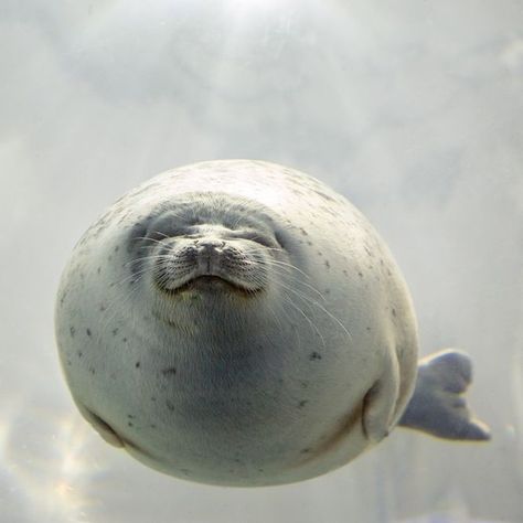 Oceana on Instagram: “When your weekend plans include having no plans at all. 😌 . 📷: Jane Rix” Seal Swimming, Funny Seal, Ringed Seal, Funny Seals, Sea Life Painting, Animals Aesthetic, Harbor Seal, Funny Animal Pics, Cute Seals