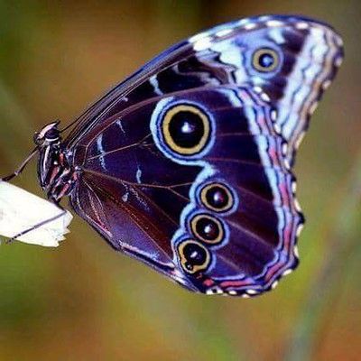 Moth Caterpillar, Blue Morpho, Beautiful Bugs, Butterfly Pictures, Haiwan Peliharaan, Foot Tattoos, Purple Butterfly, Butterfly Garden, Butterfly Flowers