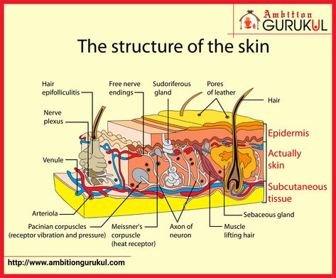 Esthetician Notes, Structure Of Skin, Skin Theory, Phlebotomy Study, Organic Chemistry Study, Skin Anatomy, Remove Skin Tags Naturally, Basic Anatomy, Remove Skin Tags