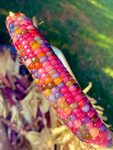 “Pre-colonization Glass Gem Corn, Indigenous to North America, regrown by a Cherokee farmer in Oklahoma. This particular corn is a mix of ancient Pawnee, Osage and Cherokee varieties. Indigenous agriculture techniques were amazing. Agree?” Calico Corn, Gem Corn, Flint Corn, Glass Gem Corn, Cherokee Indian, Indian Corn, Seed Pack, Front House Landscaping, Glass Gems