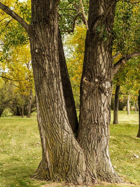 Cottonwood Tree in Park Eastern Cottonwood Tree, Tree Bark Crafts, Tree Facts, Cottonwood Tree, Sacred Earth, Forest Ecosystem, Tree Identification, Taos New Mexico, Farm Garden